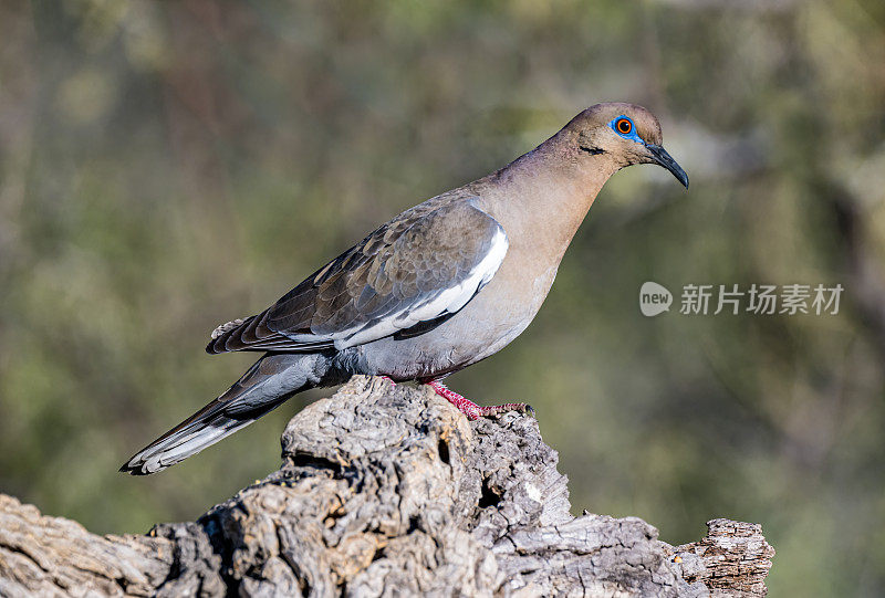 白翼鸽子(Zenaida asiatica)是一种鸽子，其本土范围从美国西南部延伸到墨西哥，中美洲和加勒比地区。索诺兰沙漠，亚利桑那州。在水中的倒影。